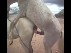 The non-professional zoophilia footage is shocking and unusual, with a well-endowed horse screwing brute nicely.